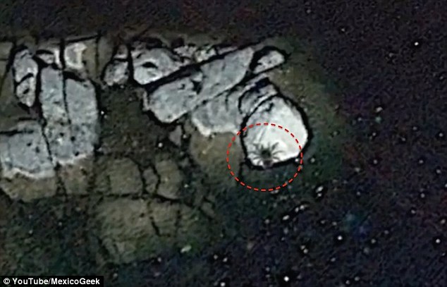 Google Earth phát hiện sinh vật khổng lồ ở ngoài khơi Mexico - Ảnh 1. Google Earth phát hiện sinh vật khổng lồ ở ngoài khơi Mexico - Ảnh 1.