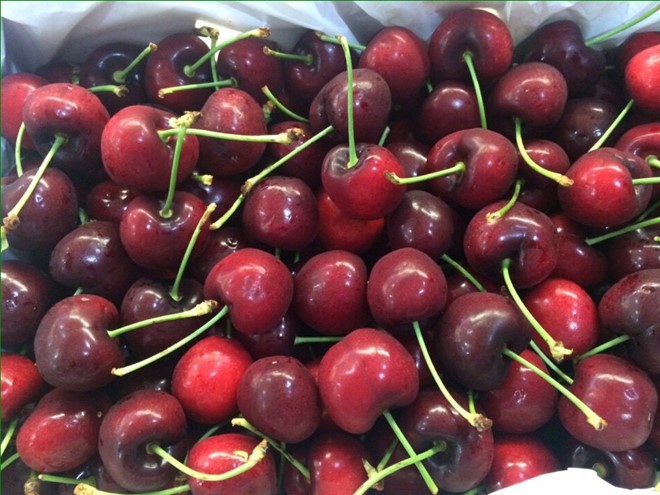  Cherry Mỹ nhập khẩu phơi cả ngày dưới trời nắng vẫn tươi - Ảnh 2.