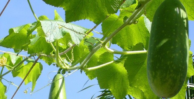 Bí đao “thuốc quý” chống lại bệnh gan Bí đao “thuốc quý” chống lại bệnh gan