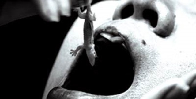 Nghệ An: Chồng đi khắp làng bắt thạch sùng về cho vợ ăn sống