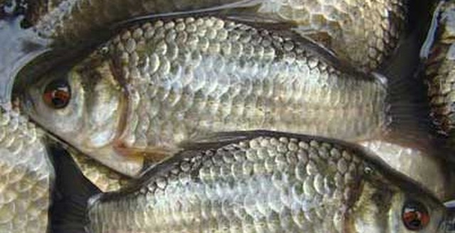 Cá diếc - Món ngon, thuốc quý