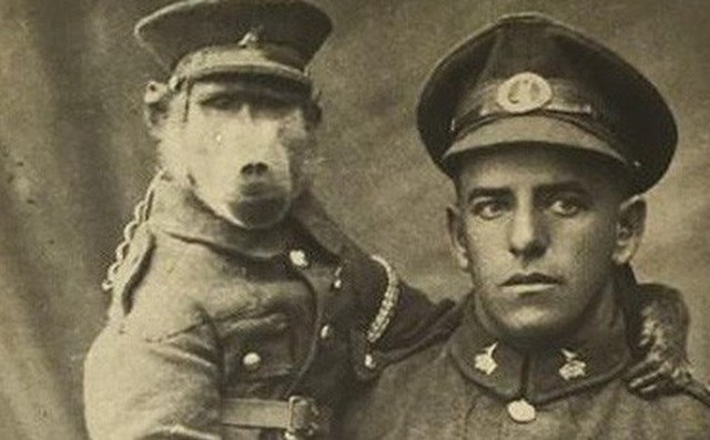 Cuộc đời kỳ lạ của chú khỉ đầu chó Jackie: “Người lính” dũng cảm được vinh danh sau Chiến tranh Thế giới thứ nhất