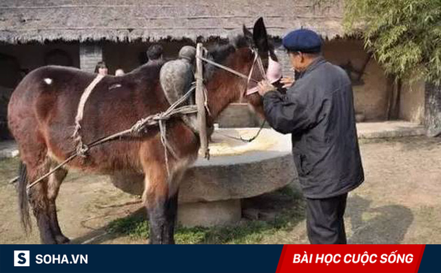 Bị ngựa lải nhải chê bai, lừa đã có một hành động khiến ngựa hối không kịp!