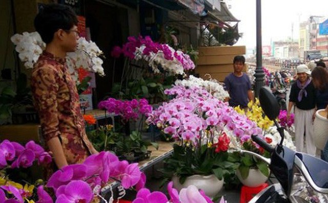 Hốt bạc hoa lan Tết bán “đắt như tôm tươi”