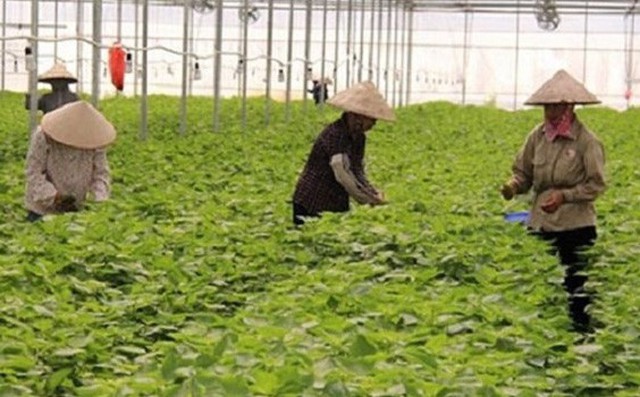 Những nông sản Việt được bán với giá cao đến “khó tin” trên thế giới Những nông sản Việt được bán với giá cao đến “khó tin” trên thế giới
