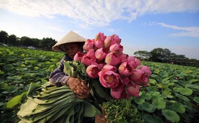 24h qua ảnh: Người phụ nữ thu hoạch hoa sen ở Việt Nam