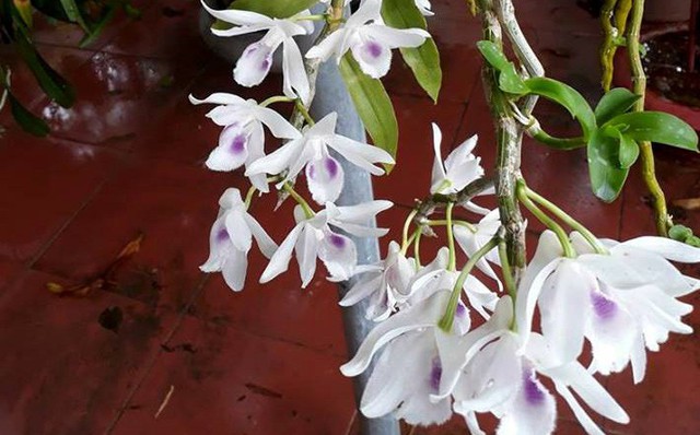 Giò lan giá 600 triệu đồng gây sốt cộng đồng