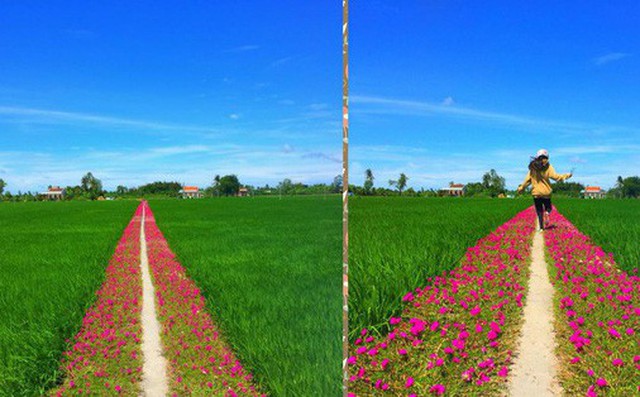 Con đường hoa mười giờ giữa 2 thửa ruộng đẹp như tranh khiến dân mạng ở Tiền Giang muốn đến check-in bằng được Con đường hoa mười giờ giữa 2 thửa ruộng đẹp như tranh khiến dân mạng ở Tiền Giang muốn đến check-in bằng được