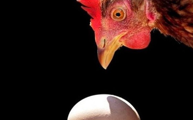 Vật lý học trả lời câu hỏi: Con gà hay quả trứng có trước?