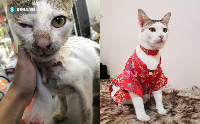 Chú mèo bị siết cổ, thịt thối rữa và 4 tuần hồi sinh kỳ diệu, trở thành thú cưng sang chảnh 1-15524754408332023777069-crop-15524754471802127384533-15524754629541256173446