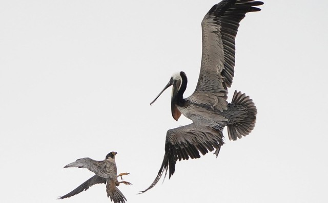24h qua ảnh: Chim ưng mẹ tấn công bồ nông khổng lồ