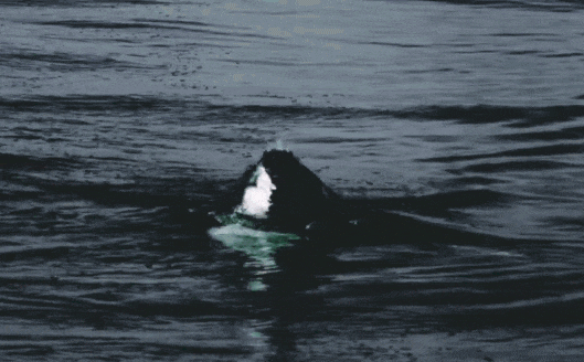 Khoảnh khắc cá mập trắng lao mình lên không trung đoạt mạng hải cẩu