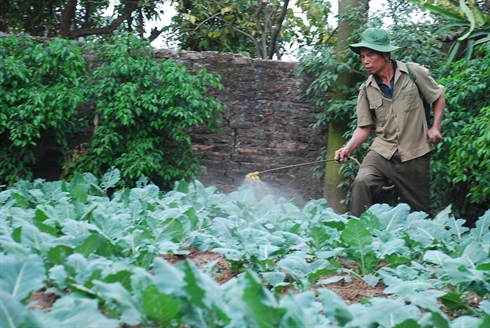 Ông Đáo đang phun thuốc trừ sâu trên rau (Ảnh: Nông nghiệp Việt Nam)