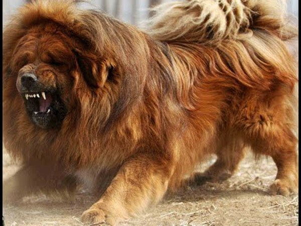 Chó ngao Tây Tạng ăn không đủ no, cắn chủ nhân thập tử nhất sinh - Ảnh 2.