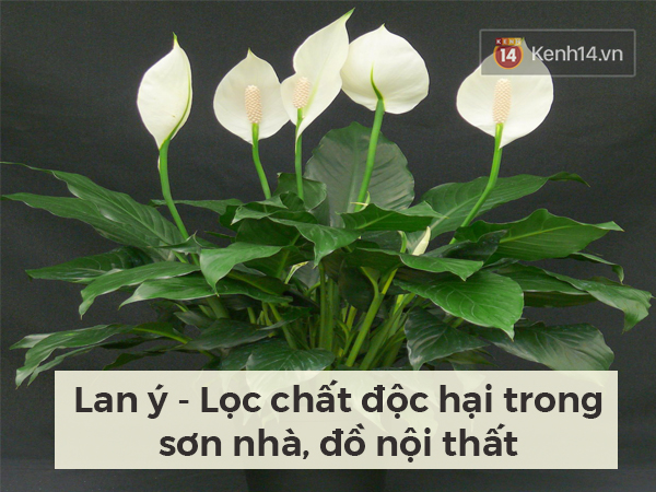 Lọc sạch không khí quanh bạn bằng những loại cây cảnh dễ tìm - Ảnh 1.