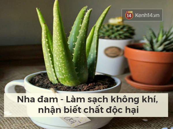 Lọc sạch không khí quanh bạn bằng những loại cây cảnh dễ tìm - Ảnh 2.