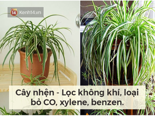 Lọc sạch không khí quanh bạn bằng những loại cây cảnh dễ tìm - Ảnh 3.