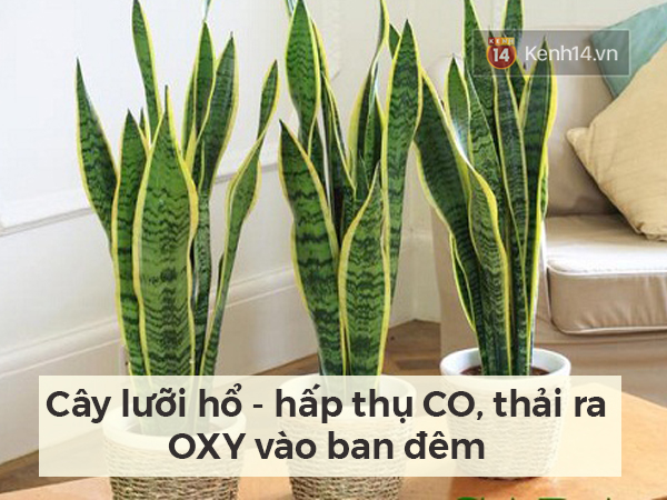 Lọc sạch không khí quanh bạn bằng những loại cây cảnh dễ tìm - Ảnh 4.