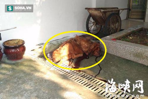 Chó ngao Tây Tạng ăn không đủ no, cắn chủ nhân thập tử nhất sinh - Ảnh 1.