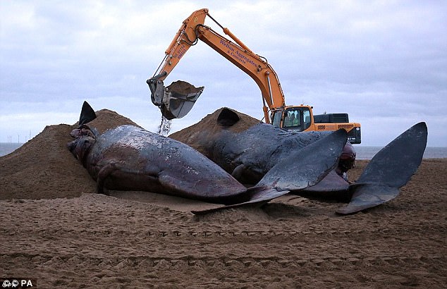 Lộ diện hung thủ bí ẩn khiến hàng loạt cá voi khổng lồ mắc cạn - Ảnh 2.