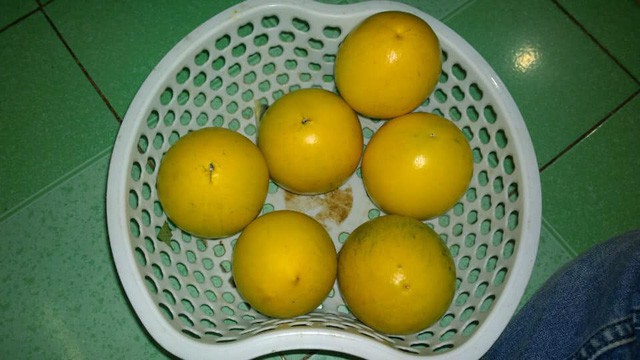 Bí mật chưa từng biết về vú sữa hoàng kim 1 triệu đồng/kg - Ảnh 1. Bí mật chưa từng biết về vú sữa hoàng kim 1 triệu đồng/kg - Ảnh 1.