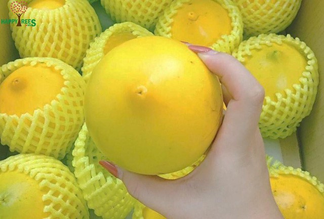 Bí mật chưa từng biết về vú sữa hoàng kim 1 triệu đồng/kg - Ảnh 2. Bí mật chưa từng biết về vú sữa hoàng kim 1 triệu đồng/kg - Ảnh 2.