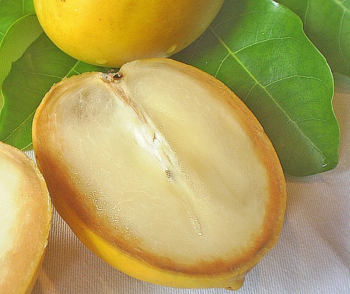 Bí mật chưa từng biết về vú sữa hoàng kim 1 triệu đồng/kg - Ảnh 11. Bí mật chưa từng biết về vú sữa hoàng kim 1 triệu đồng/kg - Ảnh 11.