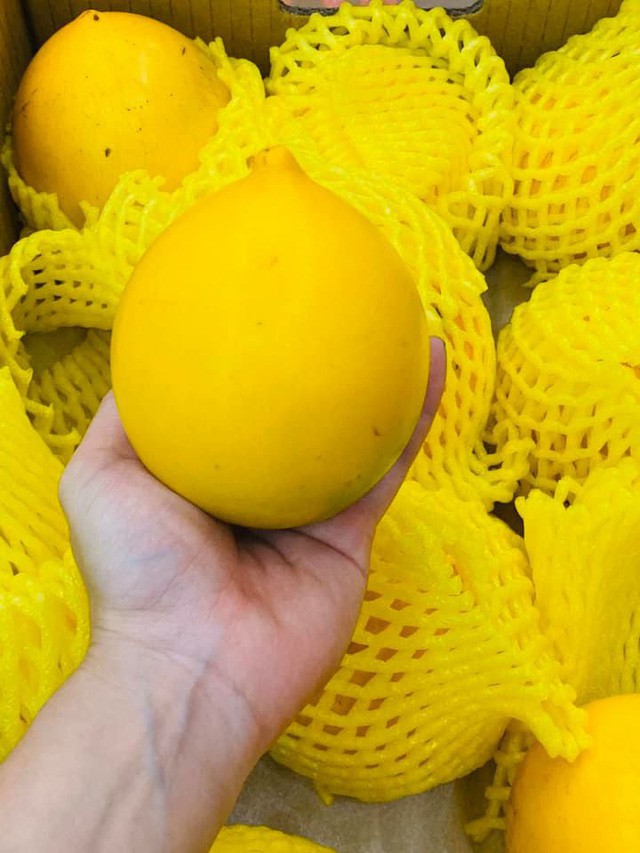Bí mật chưa từng biết về vú sữa hoàng kim 1 triệu đồng/kg - Ảnh 3. Bí mật chưa từng biết về vú sữa hoàng kim 1 triệu đồng/kg - Ảnh 3.