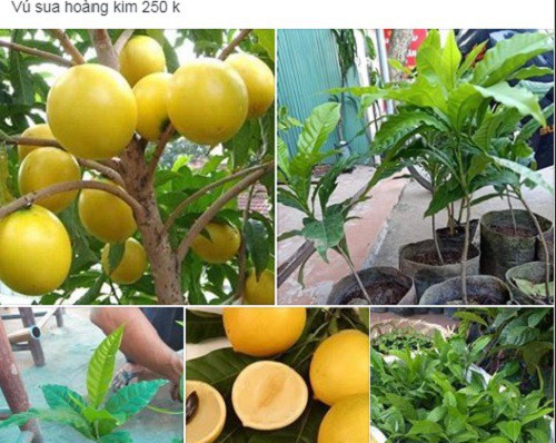 Bí mật chưa từng biết về vú sữa hoàng kim 1 triệu đồng/kg - Ảnh 4. Bí mật chưa từng biết về vú sữa hoàng kim 1 triệu đồng/kg - Ảnh 4.