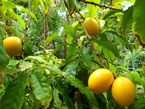 Bí mật chưa từng biết về vú sữa hoàng kim 1 triệu đồng/kg - Ảnh 5. Bí mật chưa từng biết về vú sữa hoàng kim 1 triệu đồng/kg - Ảnh 5.