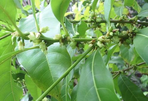 Bí mật chưa từng biết về vú sữa hoàng kim 1 triệu đồng/kg - Ảnh 7. Bí mật chưa từng biết về vú sữa hoàng kim 1 triệu đồng/kg - Ảnh 7.