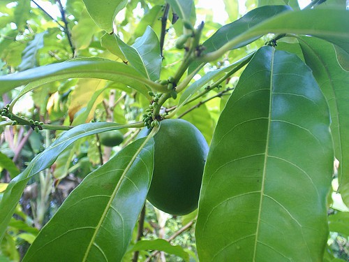 Bí mật chưa từng biết về vú sữa hoàng kim 1 triệu đồng/kg - Ảnh 8. Bí mật chưa từng biết về vú sữa hoàng kim 1 triệu đồng/kg - Ảnh 8.