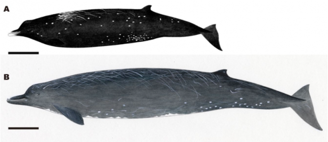 Các nhà khoa học phát hiện ra loài cá voi mới có mỏ như chim trên bờ biển Nhật Bản - Ảnh 1.