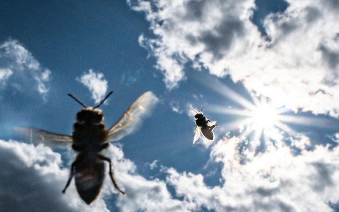 Các nhà khoa học muốn biến loài ong thành đội quân chuyên dò vật liệu nổ và phóng xạ - Ảnh 2.
