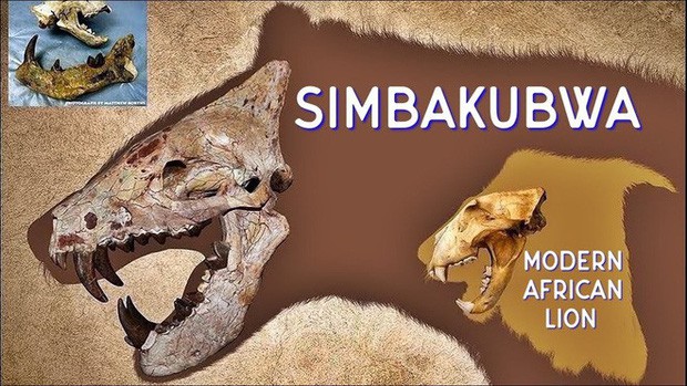 Loài động vật có vú ăn thịt lớn nhất trên đất liền, được mệnh danh là máy xay thịt di động - Ảnh 7.