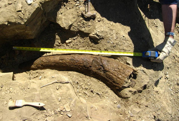 Sừng khủng long 33.500 năm tuổi khiến các nhà khoa học đặt câu hỏi: Phải chăng con người đã sống cùng thời với khủng long? - Ảnh 1.