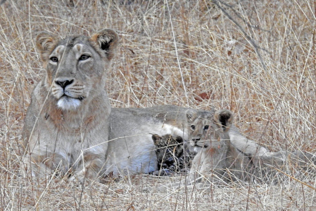 Báo đốm được sư tử mẹ nhận nuôi, chăm bẵm như con ruột, thậm chí còn sống cực kỳ hòa thuận với anh chị khác loài - Ảnh 1.