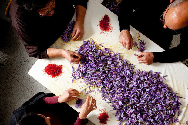 Cận cảnh quá trình thu hoạch saffron - thứ gia vị đắt nhất thế giới được mệnh danh “vàng đỏ“ có giá hàng tỷ đồng/kg, từng được Nữ hoàng Ai Cập dùng để dưỡng nhan - Ảnh 9.