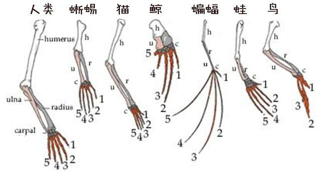 Tại sao xương vây của cá voi có năm ngón trông giống bàn tay con người? - Ảnh 4.