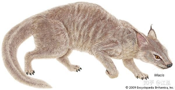 Khám phá khảo cổ mới cho thấy chó và mèo trước đây có chung một tổ tiên - Ảnh 2.