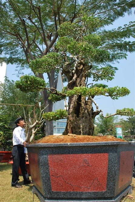 
Ông Hùng bên cây khế (Ảnh: Nông Nghiệp)
