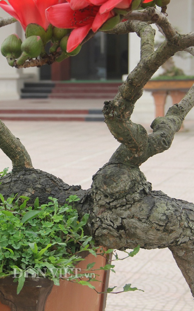 Ngam cay gao “nhi” no hoa khien dan choi bonsai me man