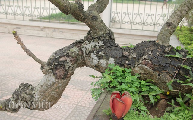 Ngam cay gao “nhi” no hoa khien dan choi bonsai me man