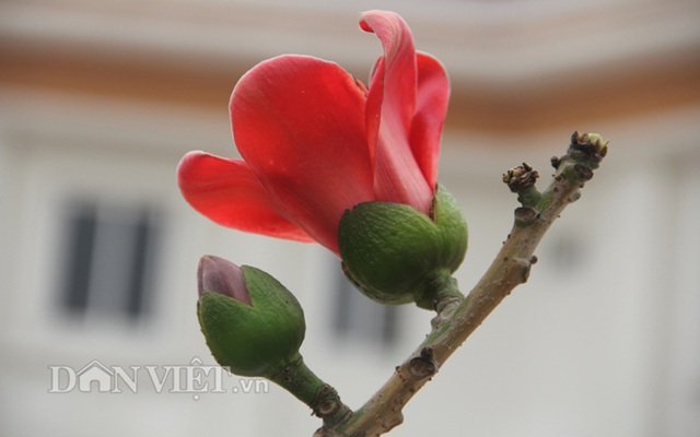 Ngam cay gao “nhi” no hoa khien dan choi bonsai me man