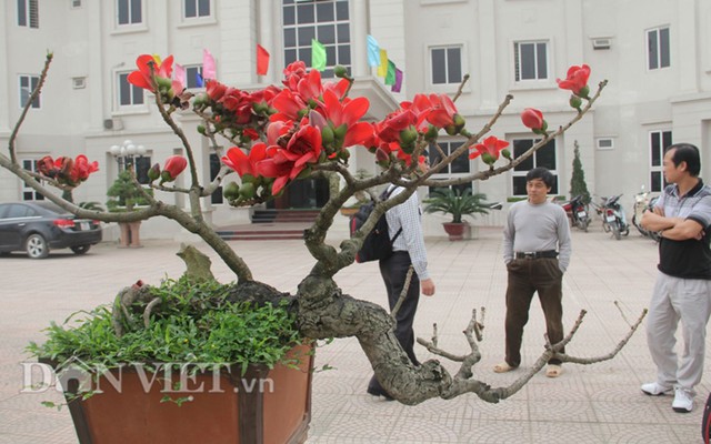 Ngam cay gao “nhi” no hoa khien dan choi bonsai me man