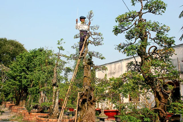 
Những cây kiểng dáng độc trong khu vườn (Ảnh: Zing)
