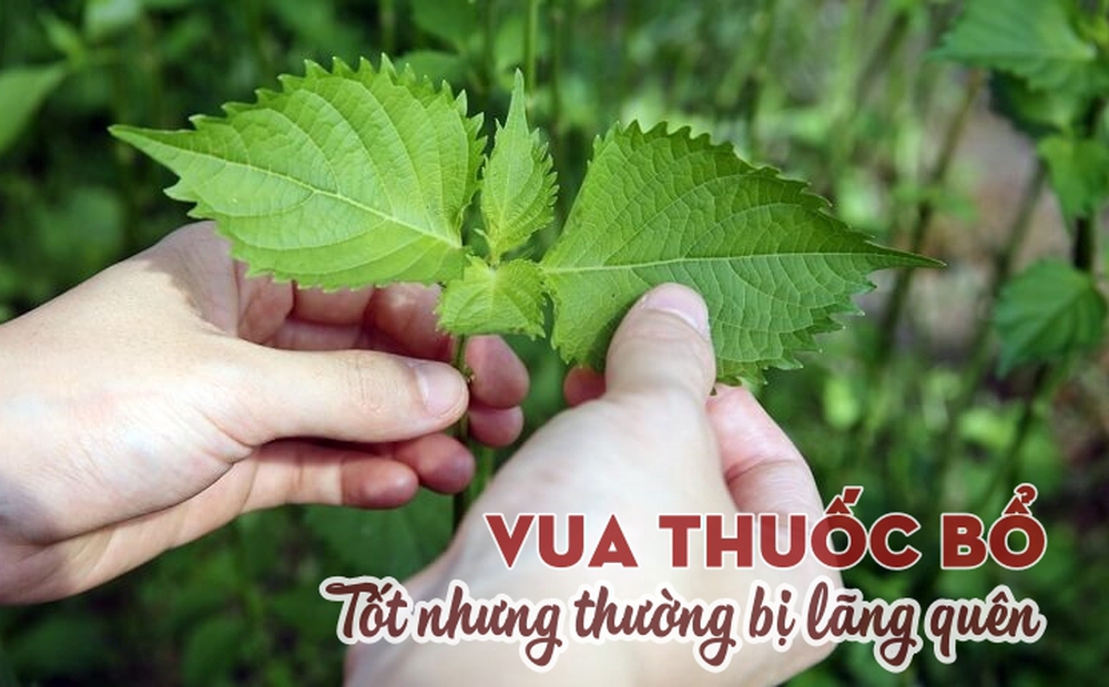 Loại cây có nhiều ở Việt Nam là “vua thuốc bổ” giúp lọc sạch máu, điều hòa đường huyết, nhưng đang bị bỏ phí.