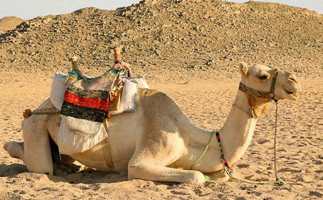 1001 thắc mắc: Vì sao lạc đà có thể sống và đi lại trên sa mạc nóng bỏng?