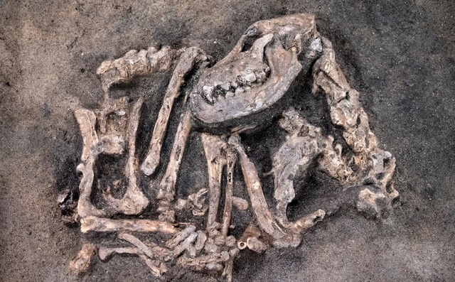 24h qua ảnh: Phát hiện hóa thạch chó từ thời kỳ đồ đá