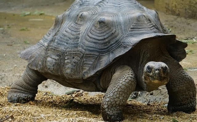 1001 thắc mắc: Bí quyết gì giúp rùa sống lâu, vì sao rùa thở được bằng mông?